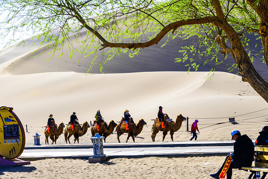 Galeria: Flores de damasco implusionam turismo no noroeste da China