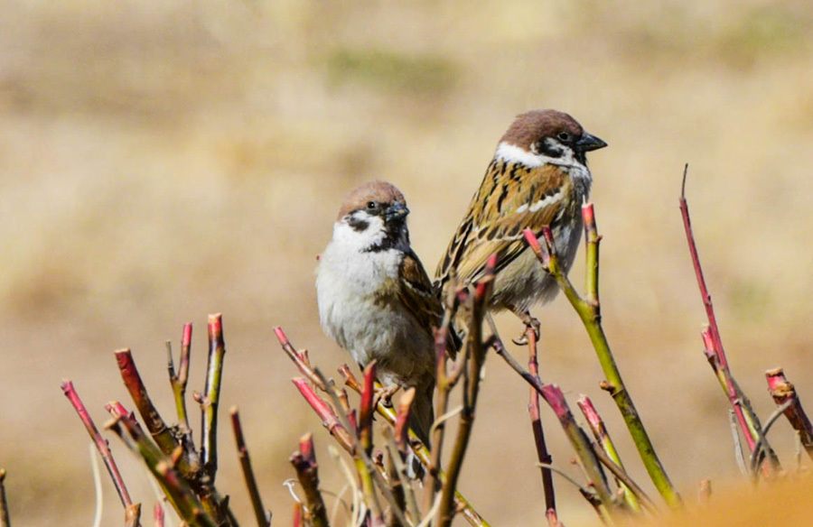 Galeria: Flores de damasco implusionam turismo no noroeste da China