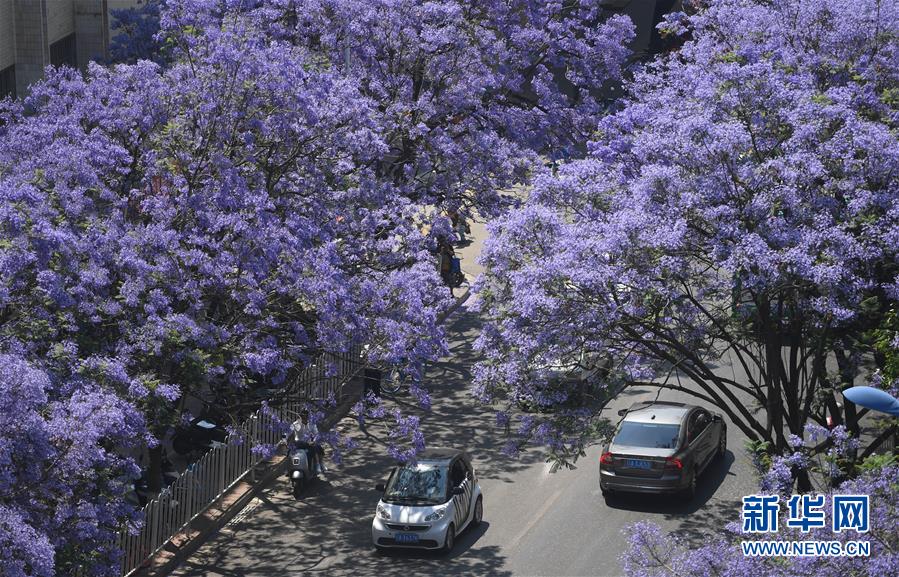 Galeria: Cidade de Kunming recebe temporada de flores