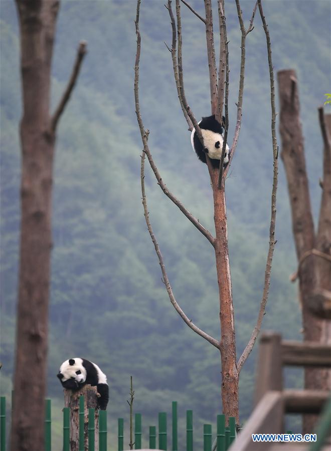 Galeria: Pandas bebês no 