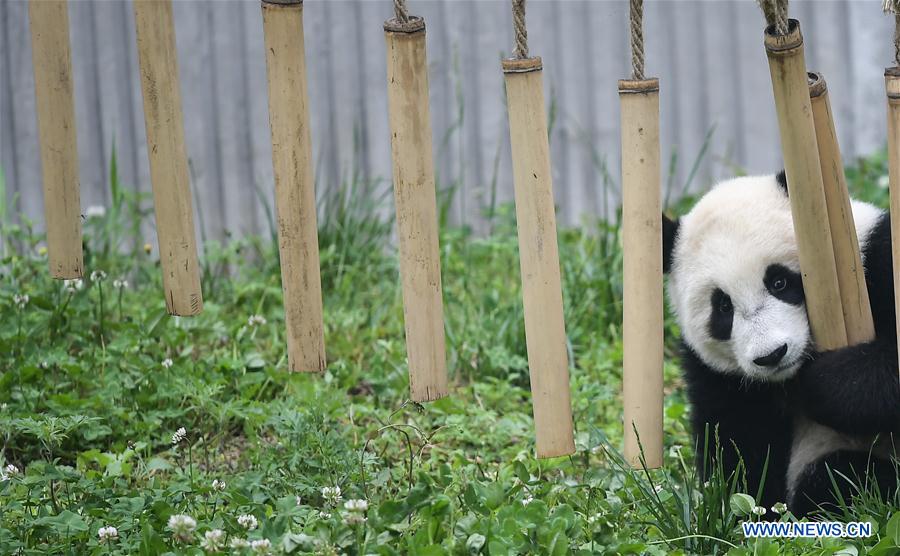 Galeria: Pandas bebês no 