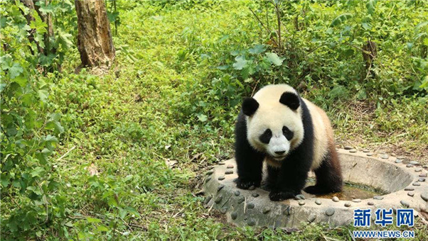[Vídeo] Pandas gigantes da China s?o apresentados ao público em Moscou