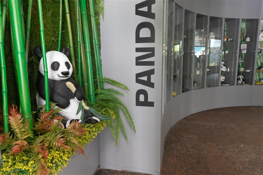 Zoológico de Moscou acolhe pandas-gigantes da China