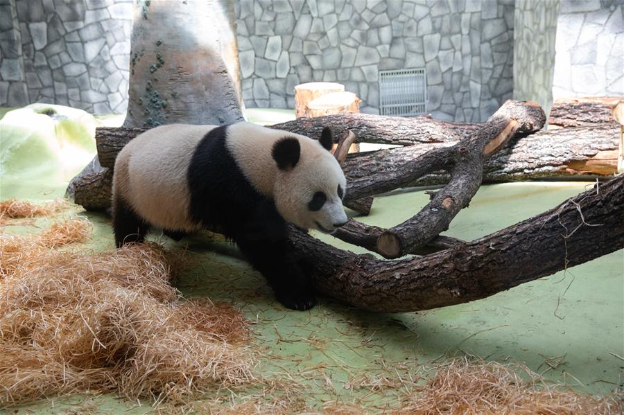 Zoológico de Moscou acolhe pandas-gigantes da China