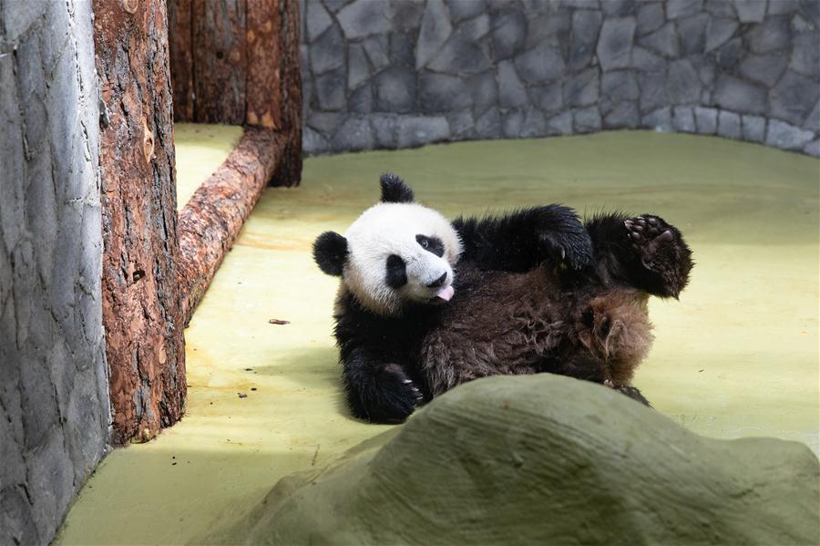 Zoológico de Moscou acolhe pandas-gigantes da China