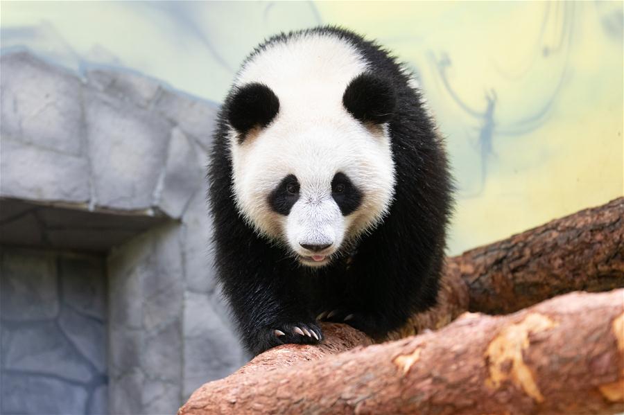 Zoológico de Moscou acolhe pandas-gigantes da China