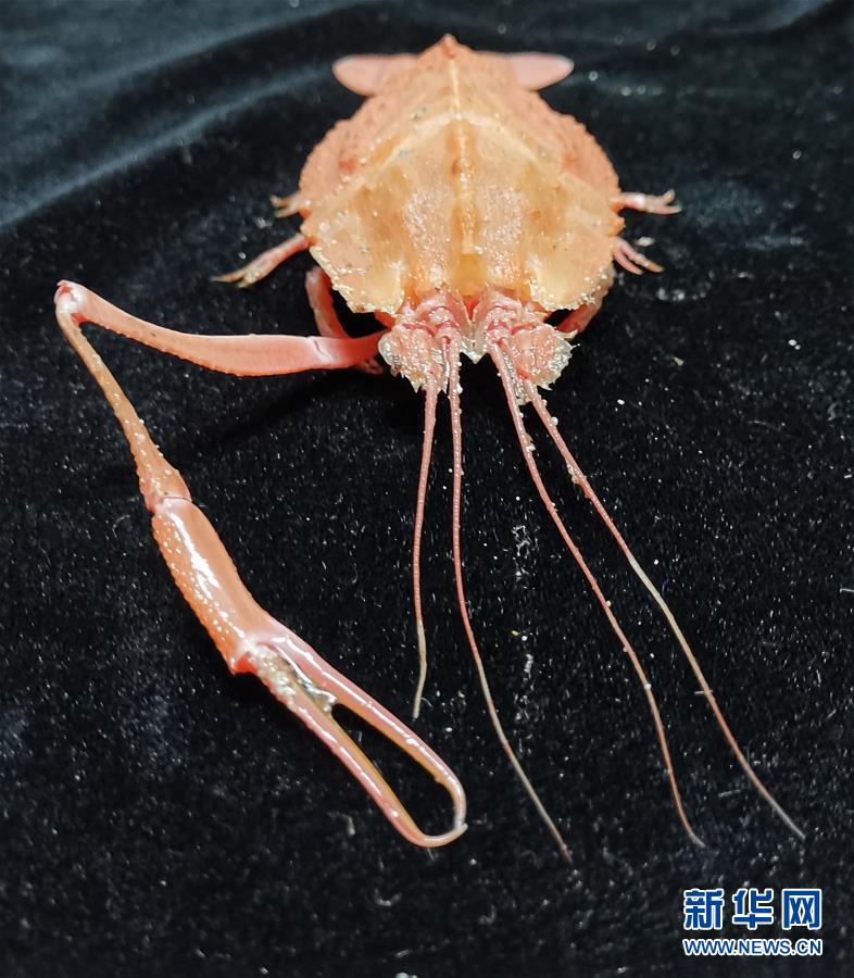 Navio chinês de pesquisa conclui expedi??o em montanhas submarinas no oeste do Oceano Pacífico