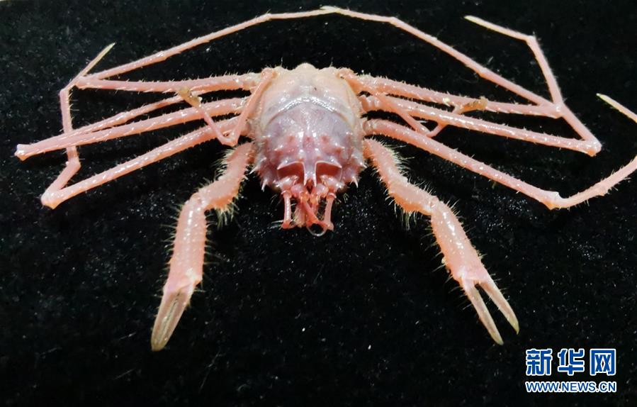 Navio chinês de pesquisa conclui expedi??o em montanhas submarinas no oeste do Oceano Pacífico