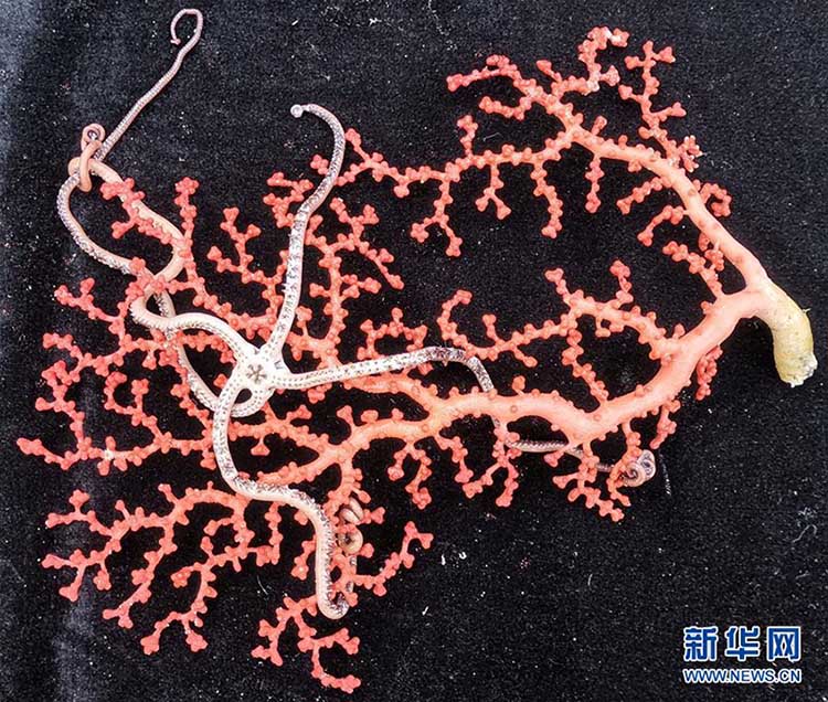 Navio chinês de pesquisa conclui expedi??o em montanhas submarinas no oeste do Oceano Pacífico