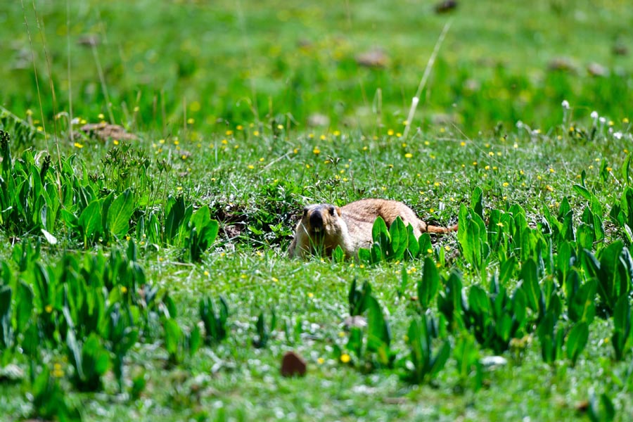 Sanjiangyuan, uma história de sucesso na preserva??o do meio ambiente