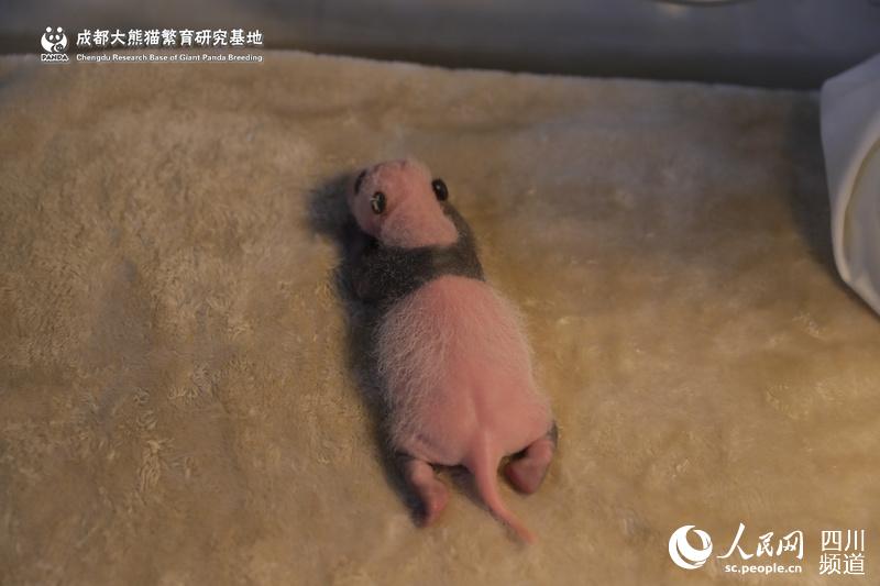 Cria de panda com menos peso considerada livre de perigo por veterinários