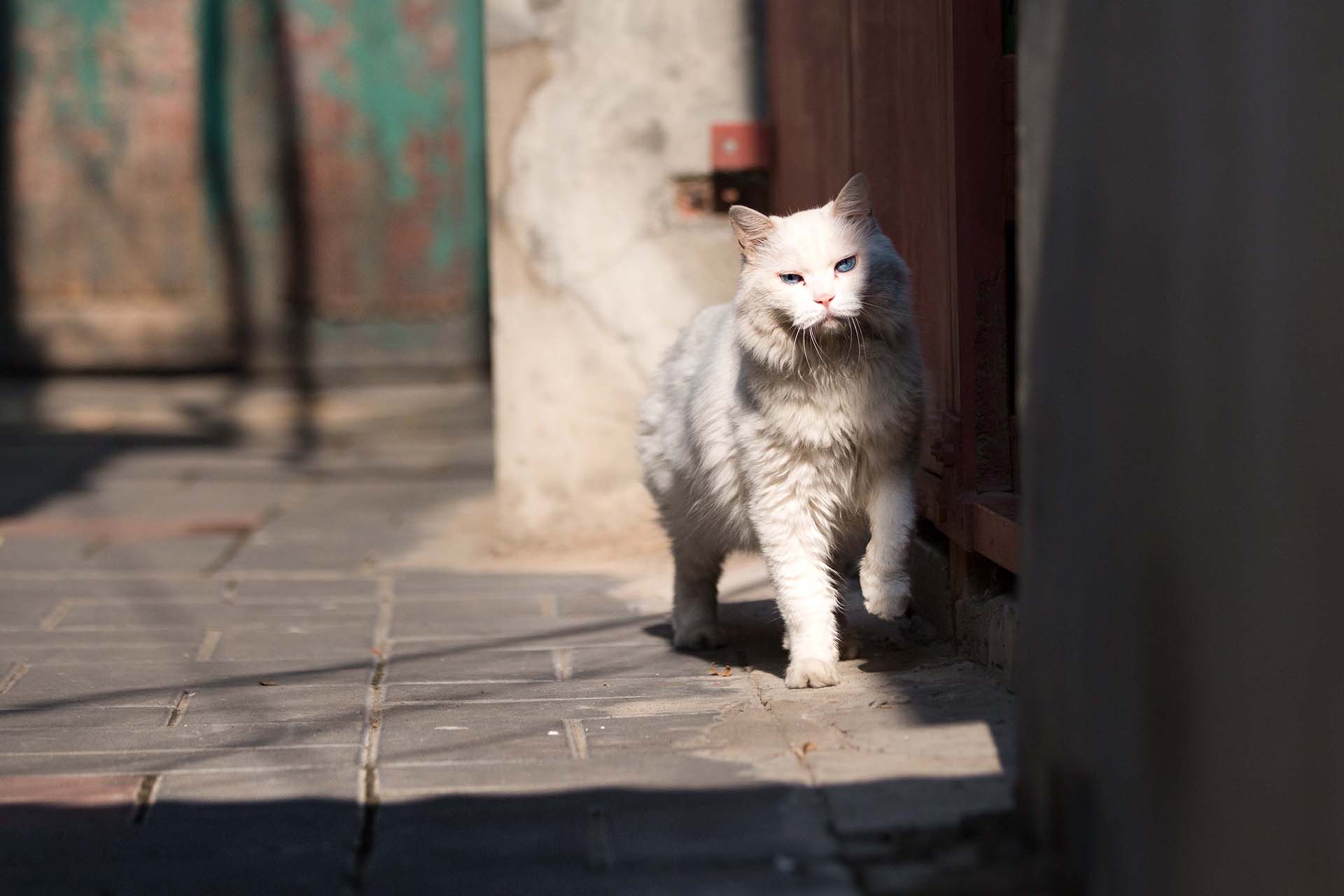 Antigos “Hutongs” na lente da fotógrafa alem?