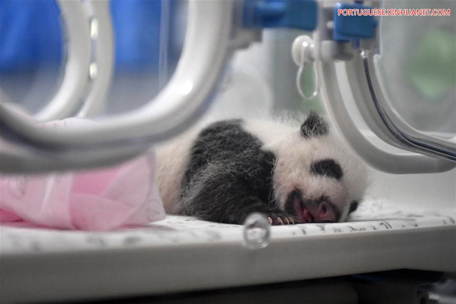 Dois pares de pandas gêmeos chegam Chongqing a um mês