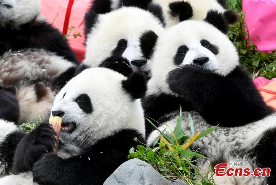 18 filhotes de panda têm festa de aniversário em Sichuan