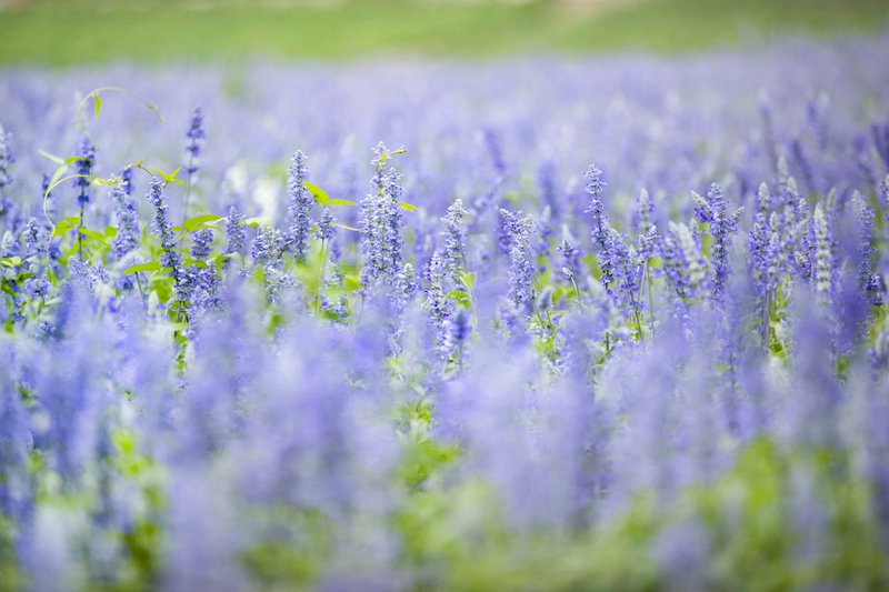 Mongólia Interior: Jardim de lavanda em Tongliao faz sucesso entre turistas