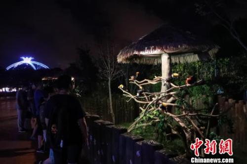 Shanghai: aberto ao público parque noturno de vida selvagem