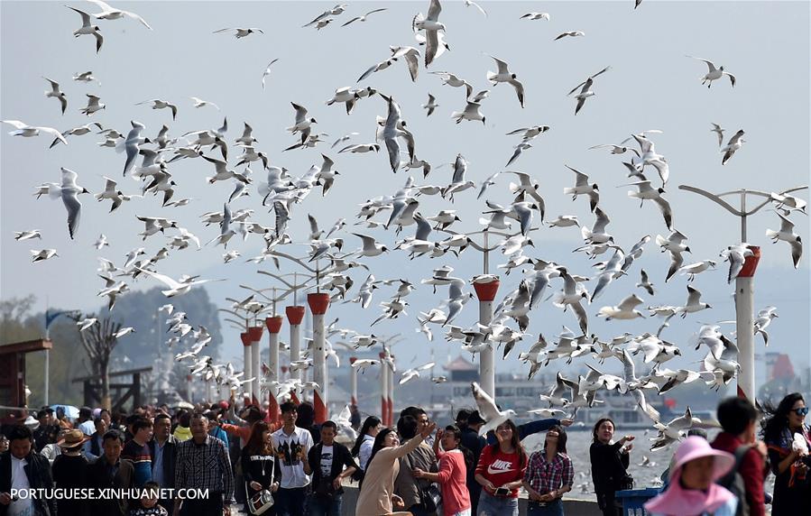 China verde: Yunnan coloca grandes esfor?os na promo??o da constru??o da civiliza??o ecológica