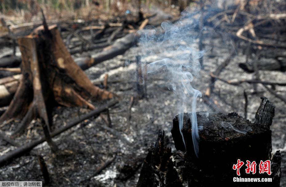 Onda de incêndios na Floresta Amaz?nica podem ser intencionais