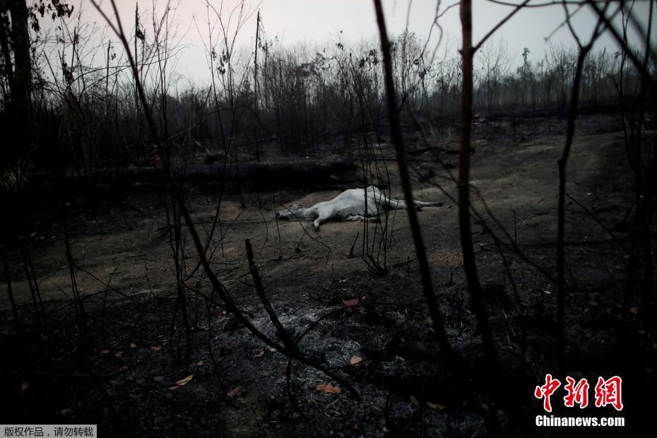 O governo brasileiro mobiliza o exército para ajudar a extinguir incêndios graves na Floresta Amaz?nica