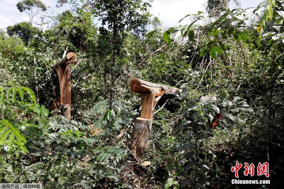 Polícia brasileira destrói máquinas usadas para desfloresta??o ilegal
