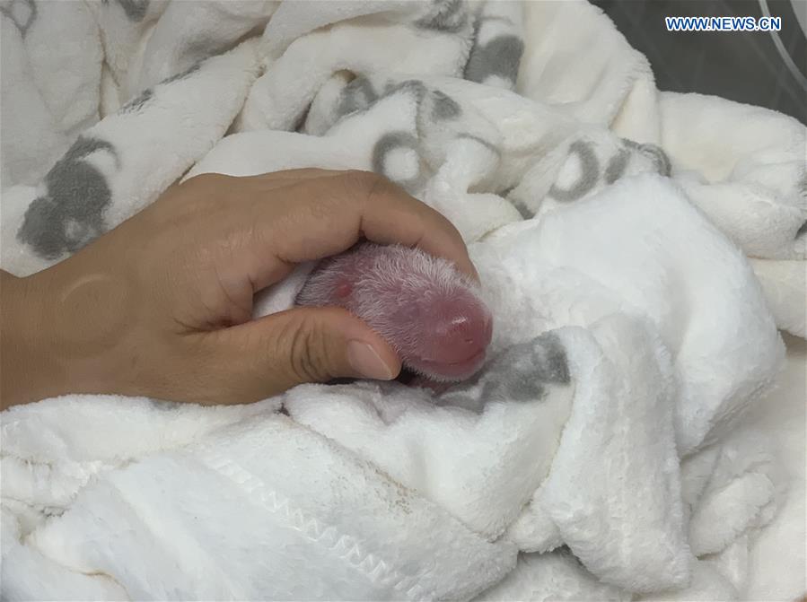 Primeiros gêmeos de panda nascem em zoológico alem?o