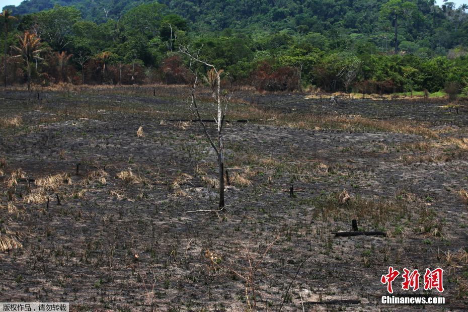Fotos: Floresta amaz?nica após incêncio no estado do Pará
