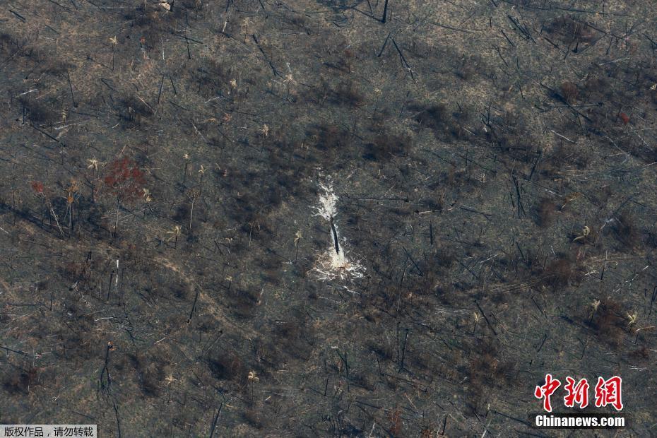 Fotos: Floresta amaz?nica após incêncio no estado do Pará