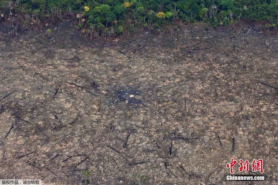 Fotos: Floresta amaz?nica após incêncio no estado do Pará