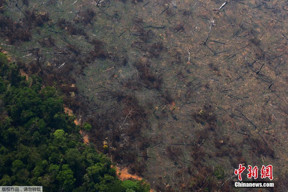 Fotos: Floresta amaz?nica após incêncio no estado do Pará