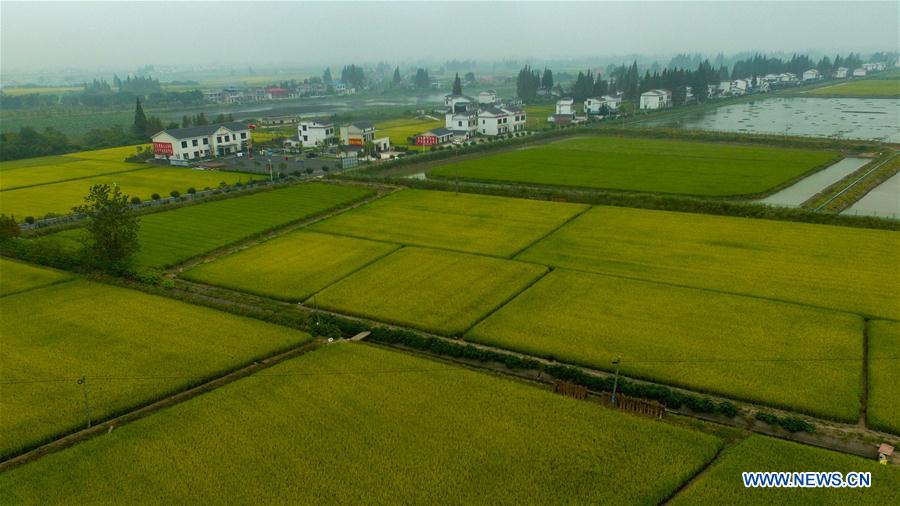 Vista de campo de arroz em Hunan