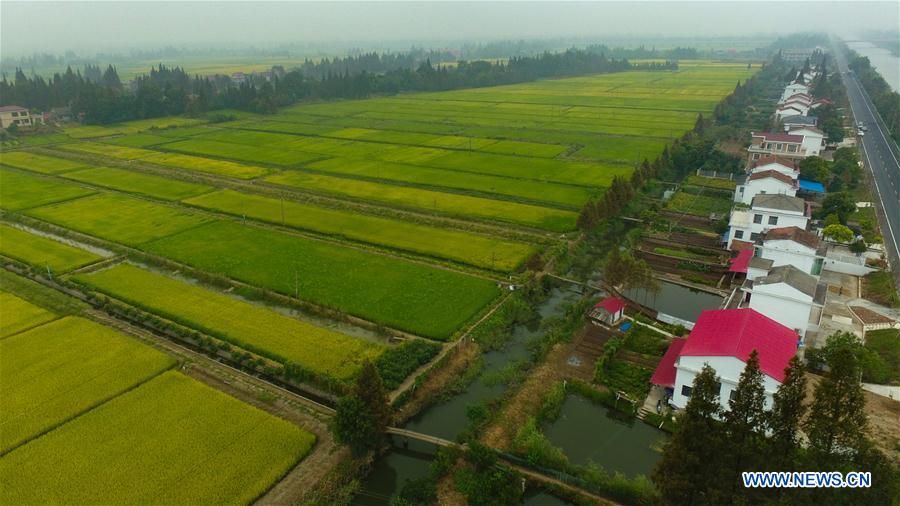 Vista de campo de arroz em Hunan