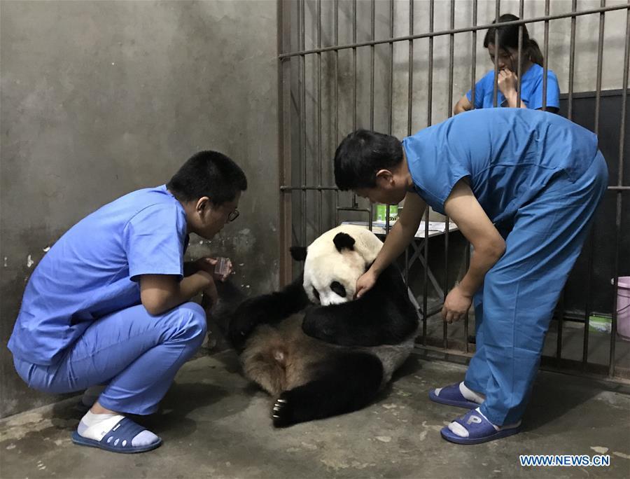 Nasce na China filhote de panda de cativeiro