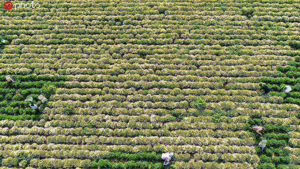 Produ??o anual de alimentos da China aumenta 5 vezes nos 70 anos