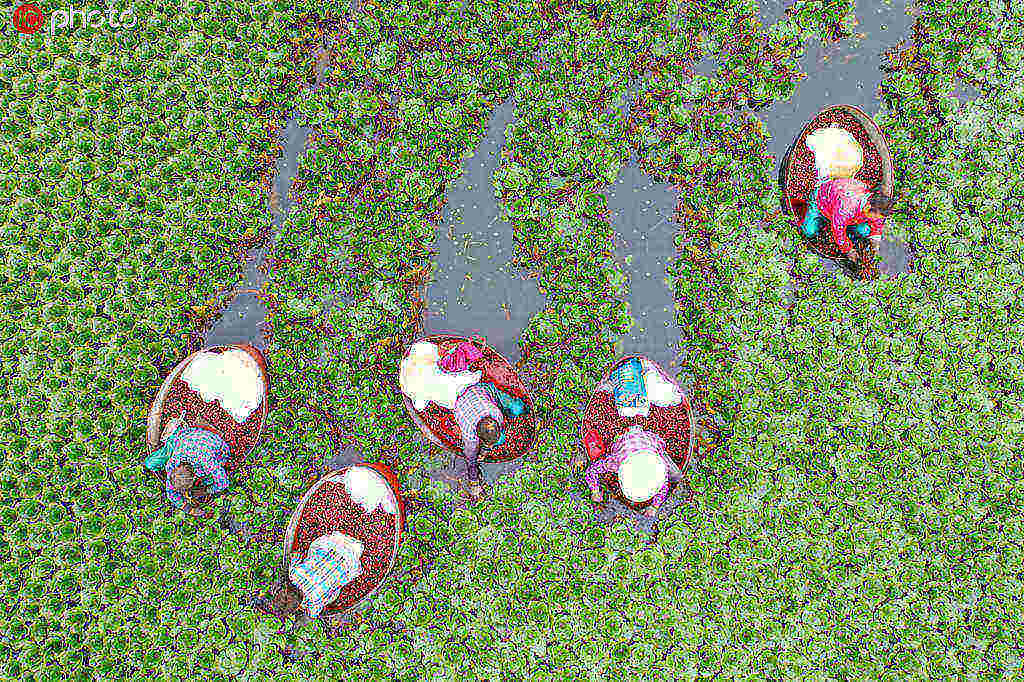 Produ??o anual de alimentos da China aumenta 5 vezes nos 70 anos