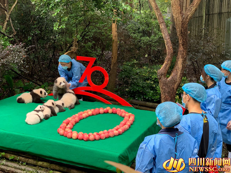 Chengdu: 7 filhotes de panda colocados em forma de “70” para celebrar 70o aniversário