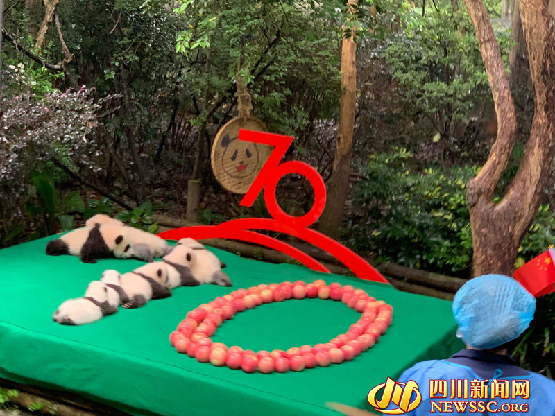 Chengdu: 7 filhotes de panda colocados em forma de “70” para celebrar 70o aniversário