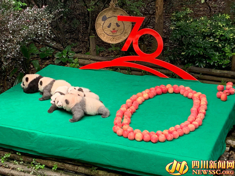 Chengdu: 7 filhotes de panda colocados em forma de “70” para celebrar 70o aniversário