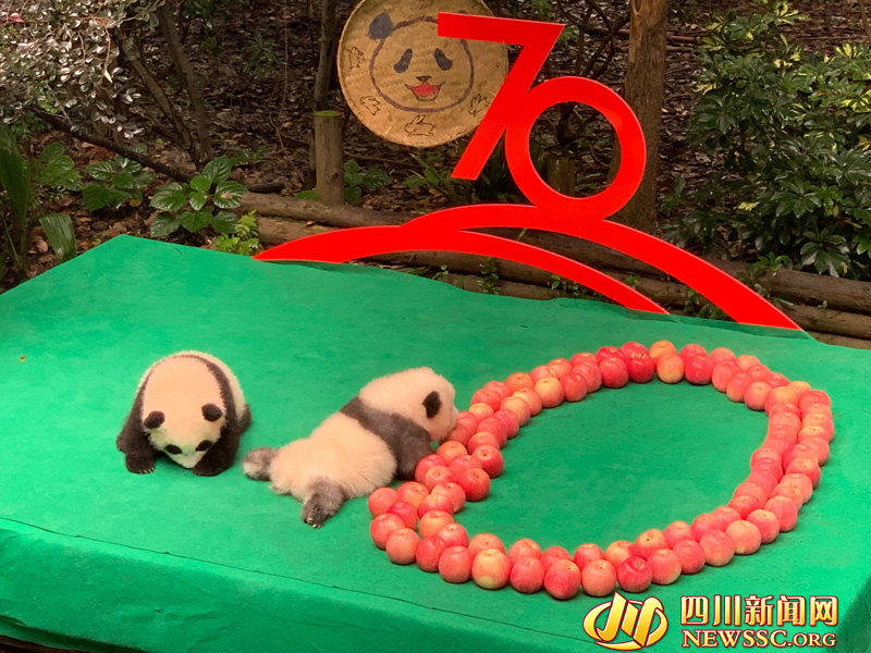 Chengdu: 7 filhotes de panda colocados em forma de “70” para celebrar 70o aniversário