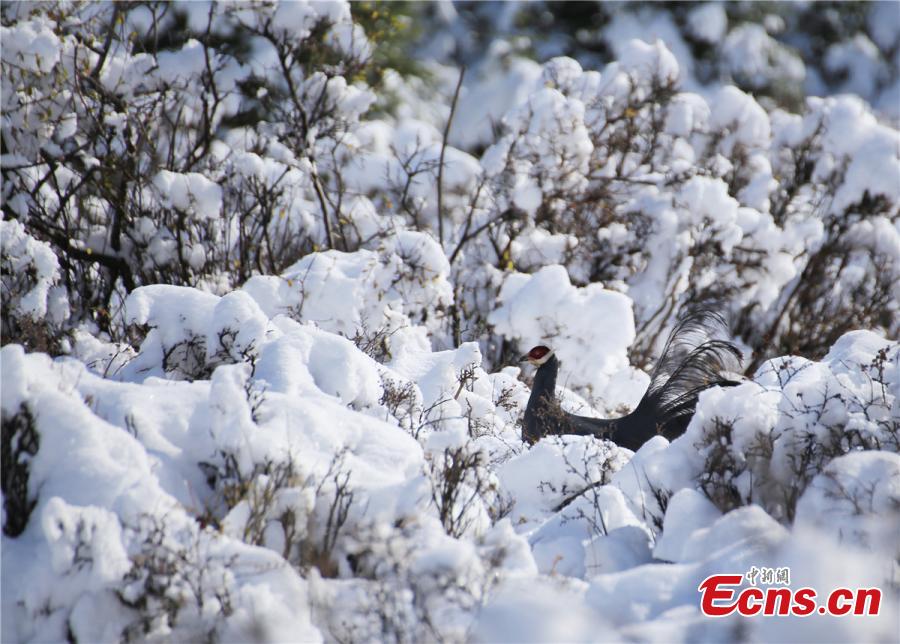 Guansu: neve chega na Fazenda de Cavalos Militar Shandan
