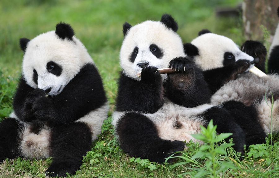 Número de pandas em cativeiro aumenta para 600 em todo o mundo