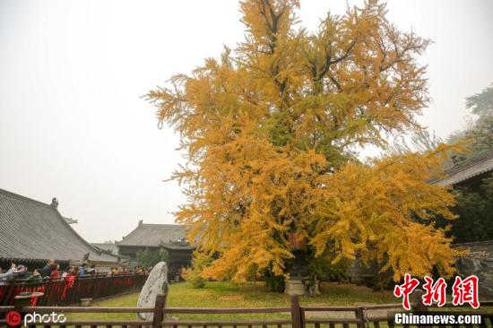 Xi’an: árvore ginko milenar vira celebridade mundial