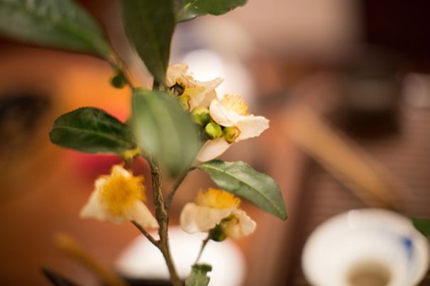 Chá Liu Bao em Wuzhou