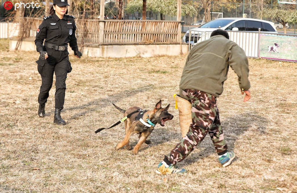 Cachorros clonados se unem à polícia de Beijing