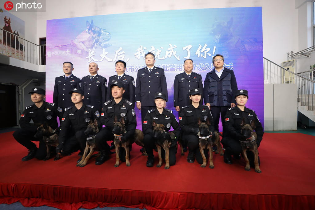 Cachorros clonados se unem à polícia de Beijing
