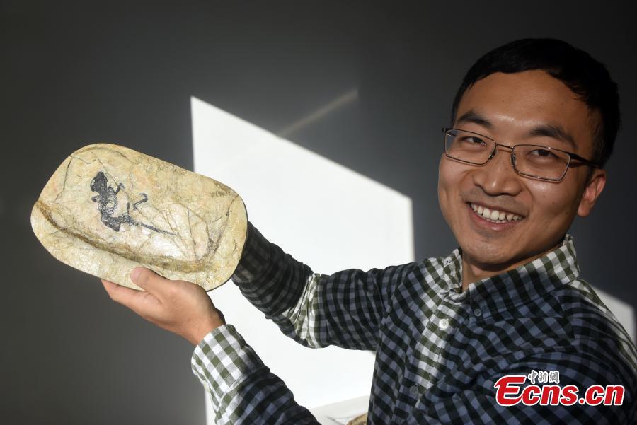 Pesquisadores descobrem novas espécies de mamífero semelhante a roedor em fósseis