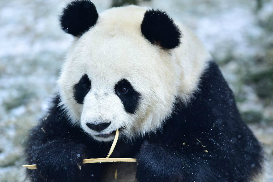 Pandas gigantes se adaptam bem ao seu primeiro inverno no plat? de Qinghai