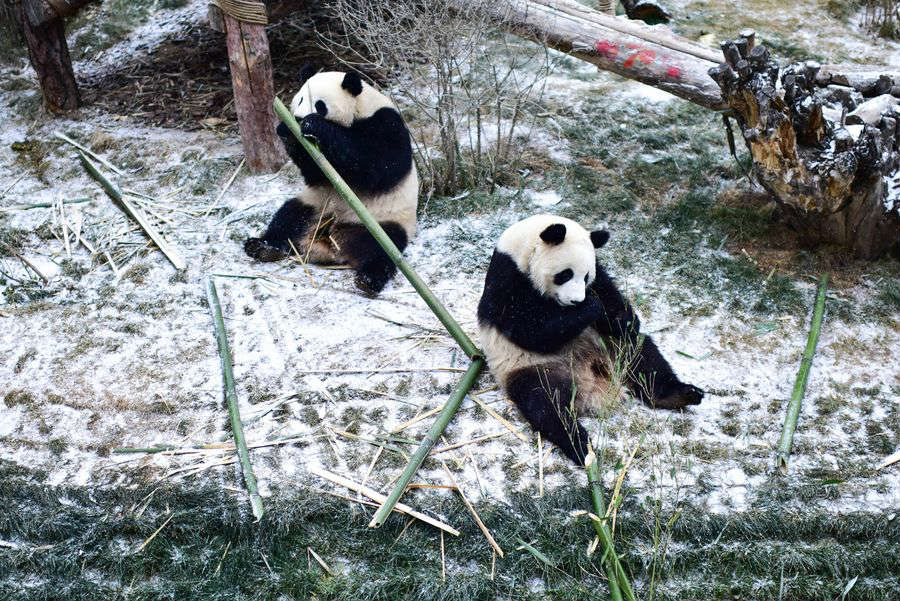 Pandas gigantes se adaptam bem ao seu primeiro inverno no plat? de Qinghai