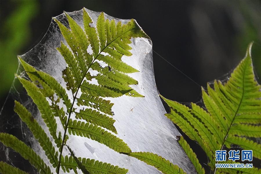 Expedi??o multinacional descobre buracos cársticos gigantes na China