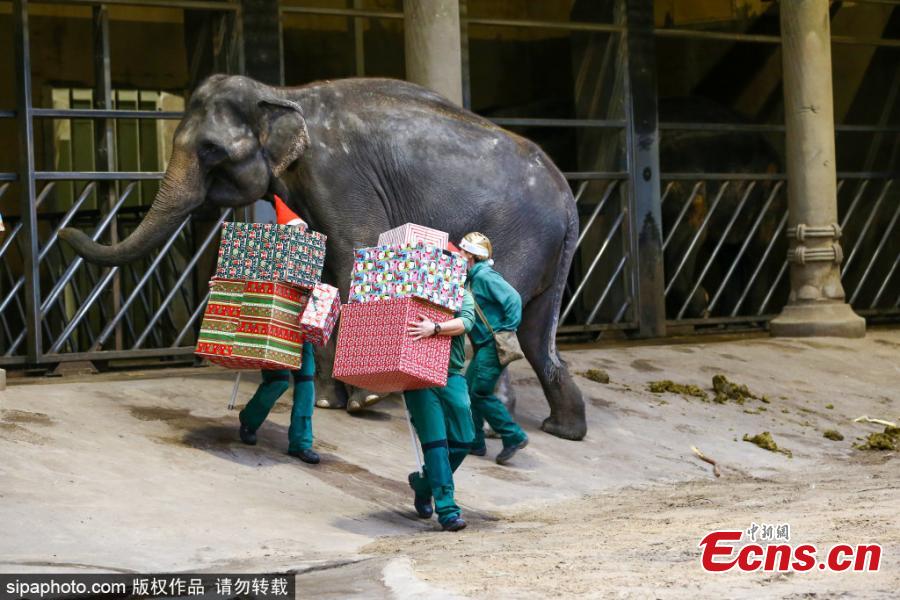 Elefantes de zoológico alem?o recebem presentes de Natal