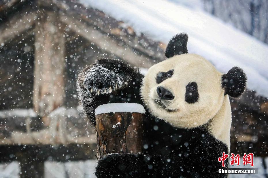 Pandas brincam com neve em Jinan
